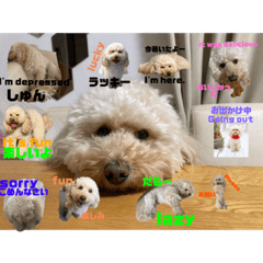 [LINEスタンプ] プーちゃんスタンプ(日本語＆英語スタンプ)