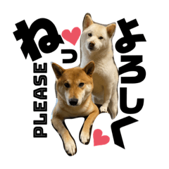 [LINEスタンプ] HIROSHIとMITUKO