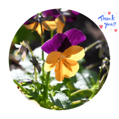 [LINEスタンプ] nanda flower フラワー
