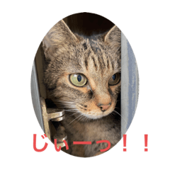 [LINEスタンプ] くぅネコ3