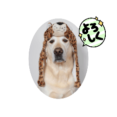 [LINEスタンプ] こじ001