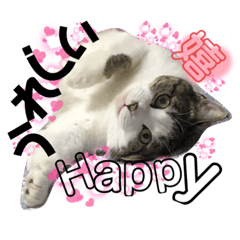 [LINEスタンプ] 内田きょうこ