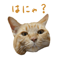 [LINEスタンプ] かわいいゆるねこ