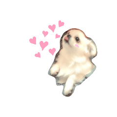 [LINEスタンプ] どうみてもアイドル犬