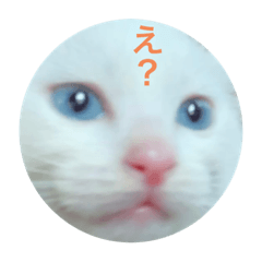 [LINEスタンプ] cat0032 vol. 5 bob