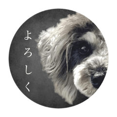 [LINEスタンプ] シュナウザー(ジルバ4)
