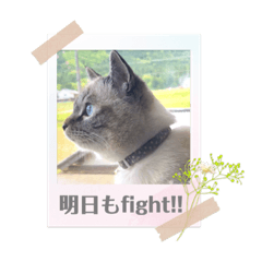 [LINEスタンプ] 保護猫マロン好日スタンプ2
