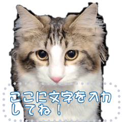 [LINEスタンプ] 猫のガフ君