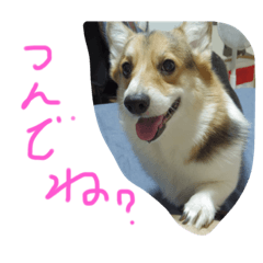 [LINEスタンプ] こんぶの疑念