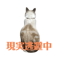 [LINEスタンプ] 保護猫マロン好日スタンプ5