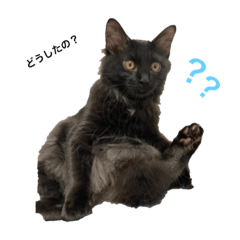 [LINEスタンプ] 黒猫じゅっちゃん