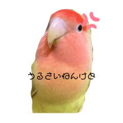 [LINEスタンプ] インコの1週間