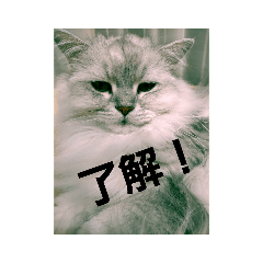 [LINEスタンプ] ペルシャ猫のペルくん