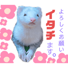 [LINEスタンプ] イタチ科フェレットの挨拶と表情