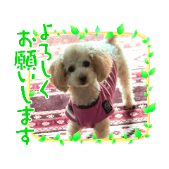 [LINEスタンプ] トイプードルのれおくん2