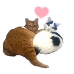 [LINEスタンプ] もてつのスタンプ！