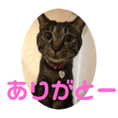 [LINEスタンプ] てつー あんど ねこ 24