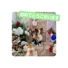 [LINEスタンプ] ぱぴぱぴパピヨン56