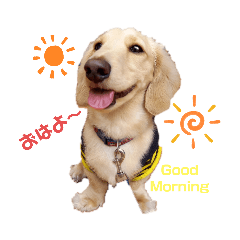 [LINEスタンプ] 愛犬シュシュ2♂