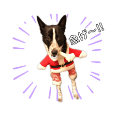 [LINEスタンプ] 元保護犬ちーちゃんスタンプ