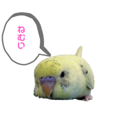 [LINEスタンプ] 可愛いインコのぴろちゃん