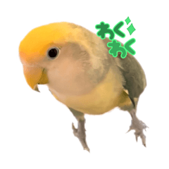 [LINEスタンプ] インコのグーちゃん♡