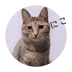 [LINEスタンプ] ガッシーねこーず2022年