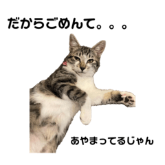 [LINEスタンプ] 仔猫のマチ君episode1