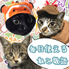 [LINEスタンプ] くろみやこーちゃんの実写ねこスタンプ