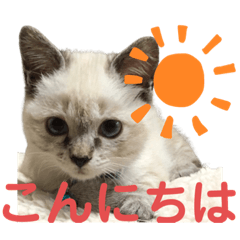 [LINEスタンプ] 保護猫マロン好日スタンプ6