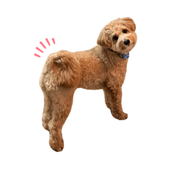 [LINEスタンプ] ポメプーのハルくん 2（もうすぐ2歳！）