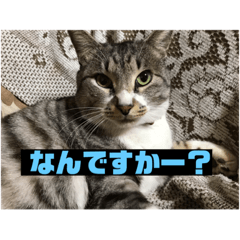 [LINEスタンプ] サバトラ猫カリーノ