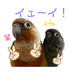 [LINEスタンプ] おうちのインコさん4