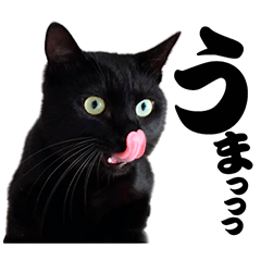 [LINEスタンプ] キャッツイン東京卒業猫スタンプ第1弾