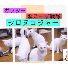 [LINEスタンプ] ガッシーねこーず39にゃんシリーズ③