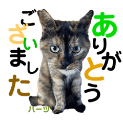 [LINEスタンプ] ハーツ保護猫シェルター支援・仕事その他