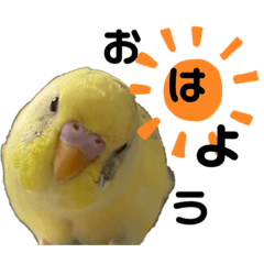 [LINEスタンプ] 可愛いインコのぴろちゃん2