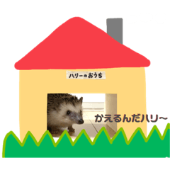 [LINEスタンプ] ハリーちゃんの日常スタンプ