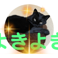 [LINEスタンプ] 猫のRinちゃん2