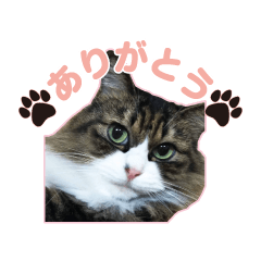 [LINEスタンプ] 大好きな猫♡モモ