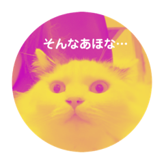 [LINEスタンプ] 猫達のごあいさつ(プライベート用)