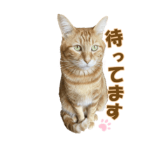 [LINEスタンプ] bonbon stamp