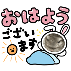 [LINEスタンプ] チンチラLINEスタンプver.NOAHちゃん