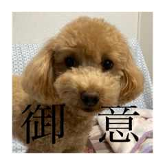 [LINEスタンプ] cocoa1004-2
