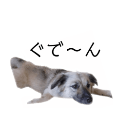[LINEスタンプ] 米田家の日常