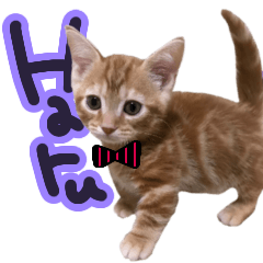 [LINEスタンプ] やさかさんちのはるちゃん