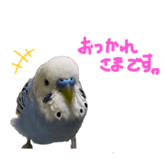 [LINEスタンプ] セキセイインコのくぅちゃん＆きぃちゃん