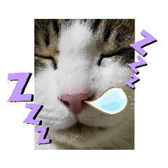 [LINEスタンプ] ねこたち③