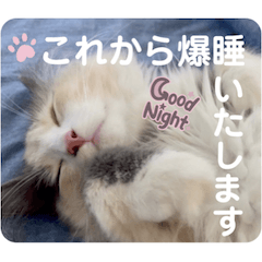 [LINEスタンプ] びす家物語（びすけ、みるふ）／mimi