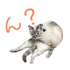 [LINEスタンプ] 保護猫マロン好日スタンプ7
